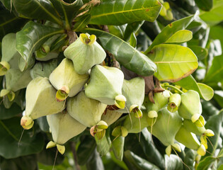 Wall Mural - a bunch of green fruits hanging from a tree