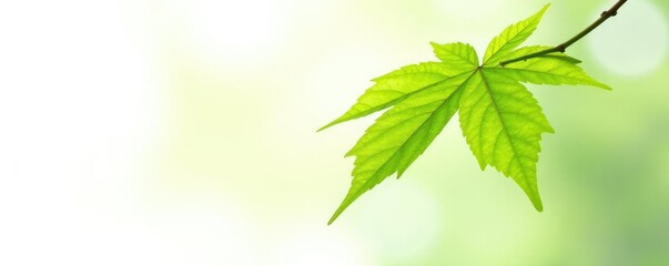 single leaf of maple tree against white backdrop, green, tree, leafy