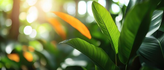 Wall Mural - Tropical leaves close-up, sunlight filtering through, creating bokeh effect in background
