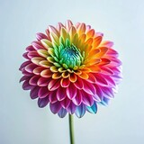 A vibrant rainbow dahlia, a symbol of joy and diversity, blossoms against a soft, neutral background.