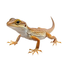 lizard isolated on white background