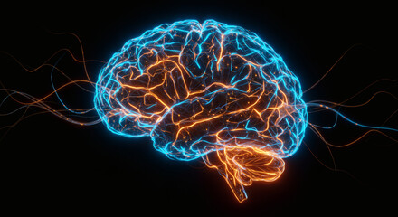 Poster - Human Brain Anatomy Neural Network and Cognitive Functions Visualization