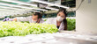 © amorn - Scientist wear white uniform working in organic. Scientist analyzes and studies research in organic, hydroponic vegetables plots growing on indoor vertical farm