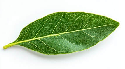A single fresh bay leaf isolated on a white background ideal for culinary uses and natural aromatic displays