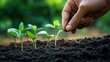 © hidayati - A hand planting soil around young green plant seedlings