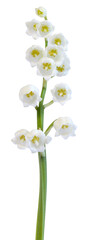 Wall Mural - Brin de muguet	