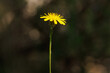 © Diego Cano Cabanes - Flor oreja de gato Hypochaeris radicata con rayo de sol entre las sombras del bosque, Alcoy, España