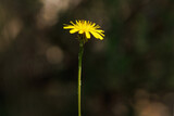 Flor oreja de gato Hypochaeris radicata con rayo de sol entre las sombras del bosque, Alcoy, España