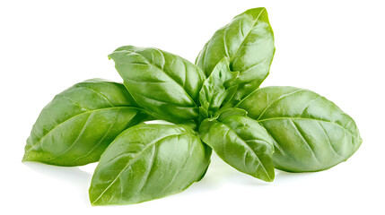 Poster - Fresh green basil leaves isolated on white