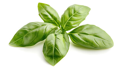 Poster - Fresh green basil leaves isolated on white