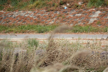 Wall Mural - Image of reeds blooming along the Daecheongcheon River Trail