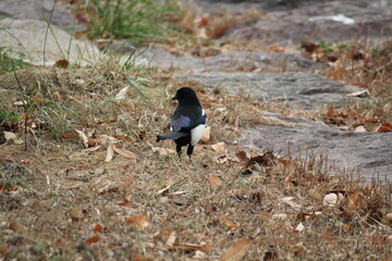 Wall Mural - Image of a magpie searching for food on the Daecheongcheon Trail