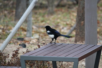 Wall Mural - Image of a magpie searching for food on the Daecheongcheon Trail