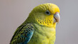 © Alexandra - portrait of  budgerigar