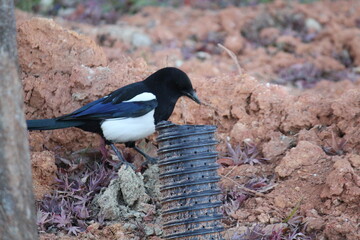 Wall Mural - Image of a magpie searching for food on the Daecheongcheon Trail