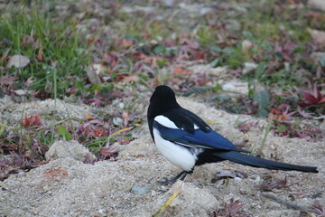 Wall Mural - Image of a magpie searching for food on the Daecheongcheon Trail