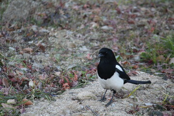 Wall Mural - Image of a magpie searching for food on the Daecheongcheon Trail
