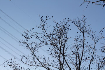Wall Mural - Image of trees blooming on the Daecheongcheon Stream trail in winter