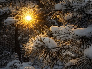 Wall Mural - sunburst through snow-covered pine branches at sunrise.