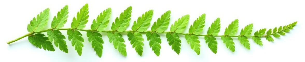 Isolated fern fronds with delicate texture on a white background, leafy greens, ferns, ferns