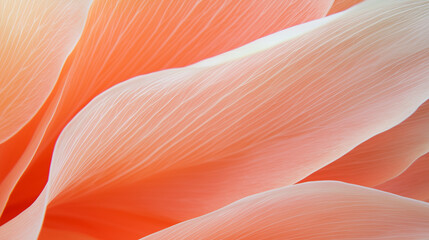 Poster - Soft, delicate petals in close up macro shot reveal intricate textures and gentle curves