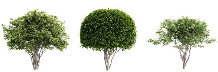 Fototapete - Amelanchier (Serviceberry, Juneberry, Shadbush) tree on transparent background.3d rendering