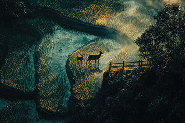 Aufkleber - Two deer silhouetted against a sunlit rice paddy landscape, a tranquil scene of nature's beauty.