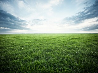 Poster - Expansive green grass field under a cloudy sky during early morning hours in a serene landscape