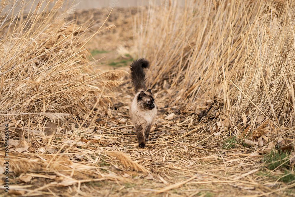 Long haired siamese cat walking along dry grass path in natural field ...