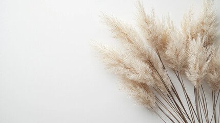 Poster - A striking arrangement of tan pampas grass branches flourishes against a pure white backdrop, creating a serene and elegant atmosphere. This natural element adds charm and softness to any setting
