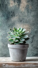 Poster - A vibrant succulent plant displays its intricate leaves in a charming grey pot, resting on a rustic wooden table. The textured wall behind adds a touch of artistic flair to this serene setting