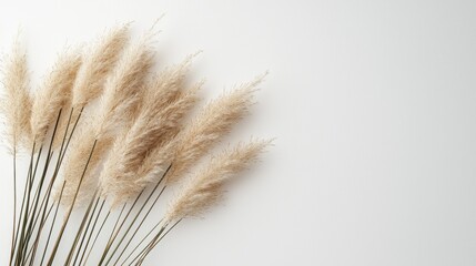 Poster - Delicate tan pampas grass branches sway gently, showcasing their feathery textures against a serene white backdrop. Nature's beauty captured in harmonious simplicity, evoking calm and peace