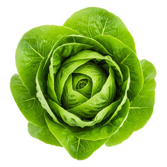 Fototapete - Close-up of fresh green lettuce, arranged in a rose-like shape isolated on a transparent background, showcasing freshness and natural beauty, png image