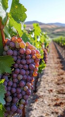 Poster - Golden sunlight spills over a thriving vineyard, illuminating rows of plump, ripe grapes hanging from lush green vines. A perfect day beckons for harvest and celebration