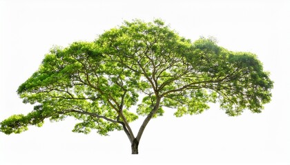 green tree branch isolated on a white or transparent background