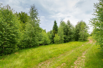 Wall Mural - path through forest on grassy hills in summertime. beautiful nature in mountain scenery. wanderlust 