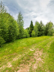 Wall Mural - path through forest on grassy hills in summertime. beautiful nature in mountain scenery. concept of 