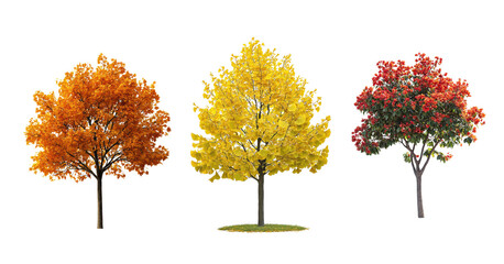 Autumn oak, vibrant ginkgo, and red-leaf tree on transparent background for seasonal design png format