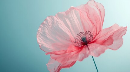 Poster - A striking pink poppy flower stands tall against a soft blue backdrop, its delicate petals capturing the light in a dance of color. Nature's elegance unfolds harmoniously in this beautiful moment