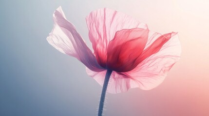 Fototapete - A stunning poppy flower stands tall, showcasing its translucent petals bathed in soft hues of pink and cream. The gentle light of dawn enhances its delicate beauty, creating an ethereal atmosphere