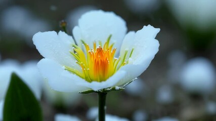 Poster - A beautiful white flower with yellow petals is covered in snow. The snow is white and covers the entire flower, giving it a serene and peaceful appearance
