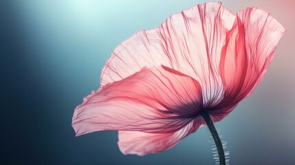 Poster - In a tranquil garden, a single petal emerges, illuminated by gentle twilight. The soft hues and intricate textures highlight the beauty of nature, inviting reflection and calm