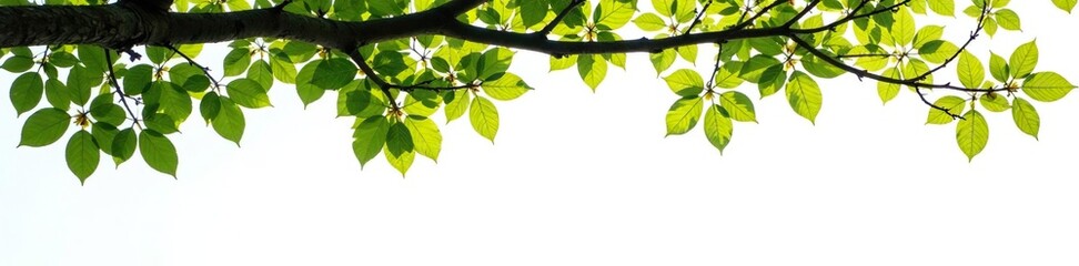 Isolated branches of a tree against a white background, solitude, woods