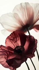 Poster - Two stunning poppy flowers, one white and the other vibrant red, elegantly showcase their petals against a light background. The gentle curves and details invite admiration and reflection