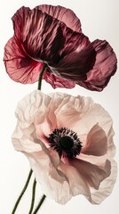 Poster - Two exquisite poppies stand in a gentle embrace, their rich petals unfolding in shades of deep red and soft cream. This artistic composition highlights nature's beauty and simplicity