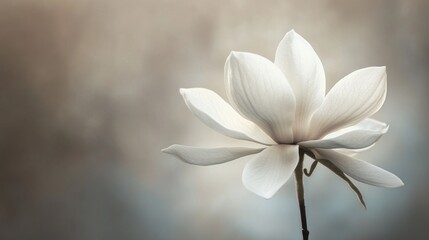 Poster - A stunning magnolia bloom reveals its soft, white petals against a gentle and muted background. The tranquil atmosphere captures the essence of nature's beauty in full bloom