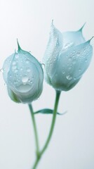 Fototapete - Two exquisite blue roses stand gracefully, their petals glistening with fresh raindrops. The soft pastel hues blend harmoniously, creating an atmosphere of tranquility and grace