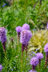 Wall Mural - vibrant cluster of purple blazing star liatris spicata, flowers stands tall in a lush green garden