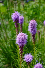 Wall Mural - vibrant cluster of purple blazing star liatris spicata, flowers stands tall in a lush green garden