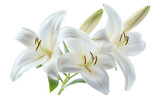 Delicate High Angle Shot of White Lilies Symbolizing Purity and Beauty Isolate on Transparent Background, cutout, png